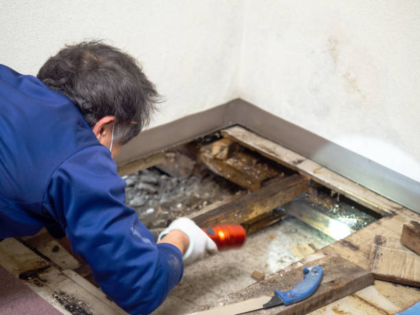 Best Fast Mold Removal  in Annetta, TX