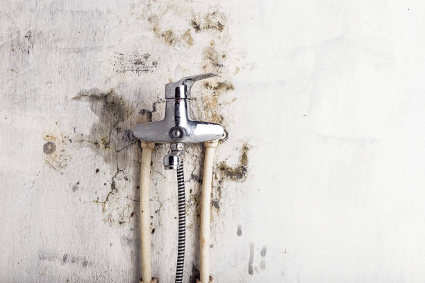Best Office Mold Removal Services  in Annetta, TX