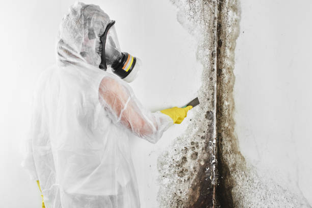 Best Emergency Mold Removal  in Annetta, TX