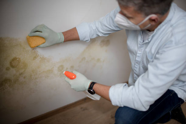Best Mold Damage Repair  in Annetta, TX