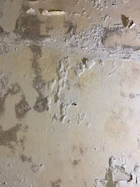 Best Fast Mold Removal  in Annetta, TX