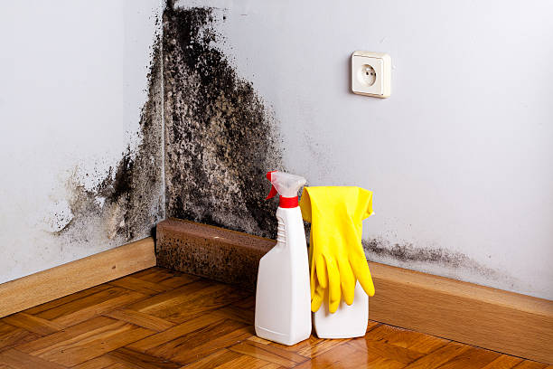 Best Emergency Mold Removal  in Annetta, TX