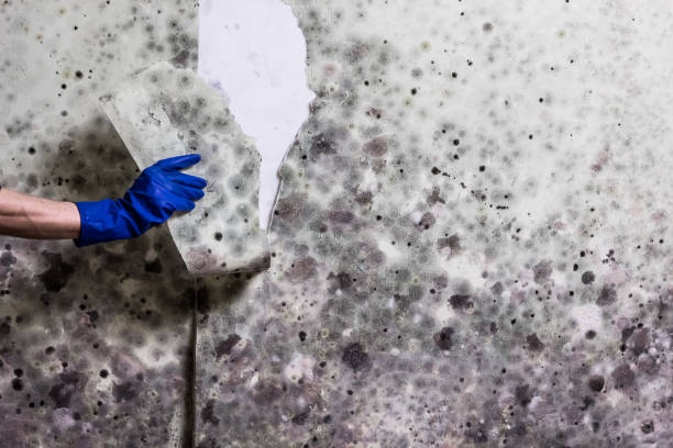 Best Same-Day Mold Removal  in Annetta, TX